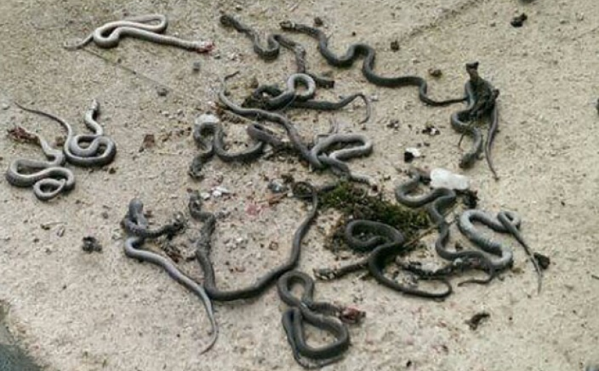 Stotine zmija i guštera otkriveno na aerodromu